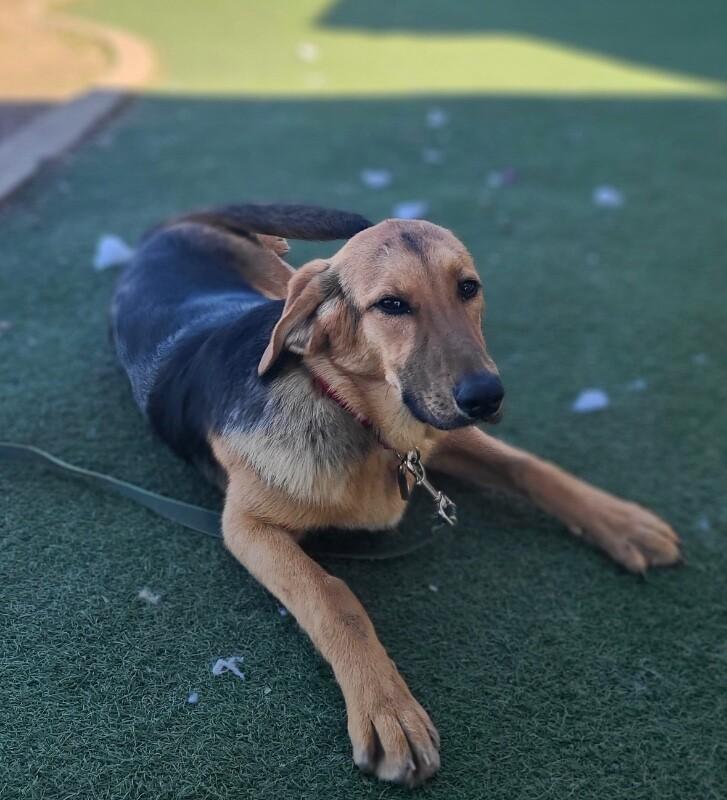 Bug, a Adoptable Mixed Breed in Fruit Heights, UT image 4/6