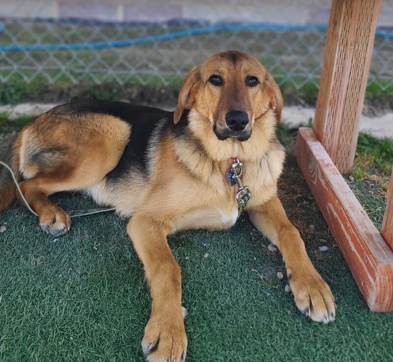 Bug, a Adoptable Mixed Breed in Fruit Heights, UT image 5/6