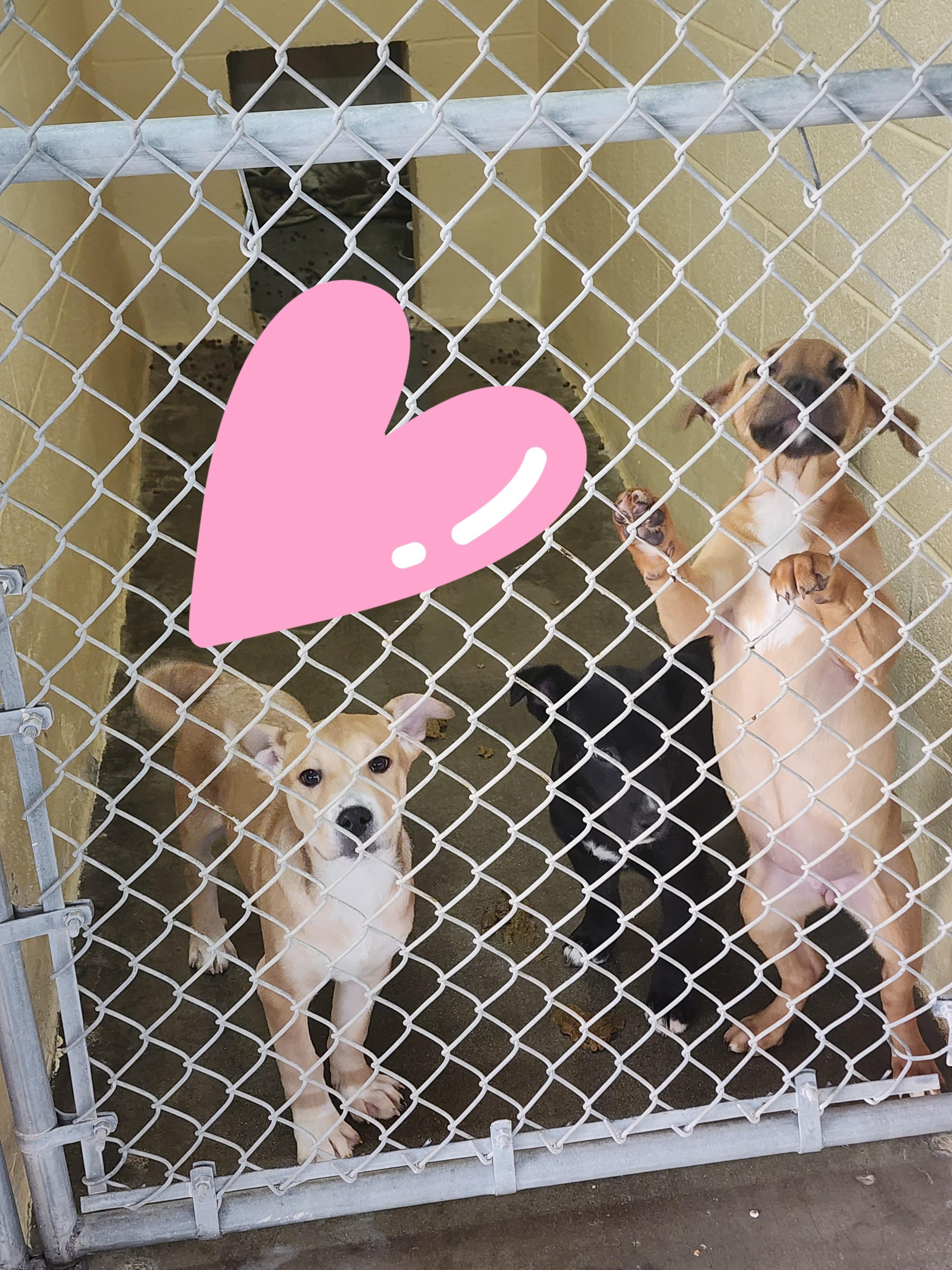 Enlarge 25-293/297/295, an adopted mixed breed in Ridgecrest, CA image 1/1