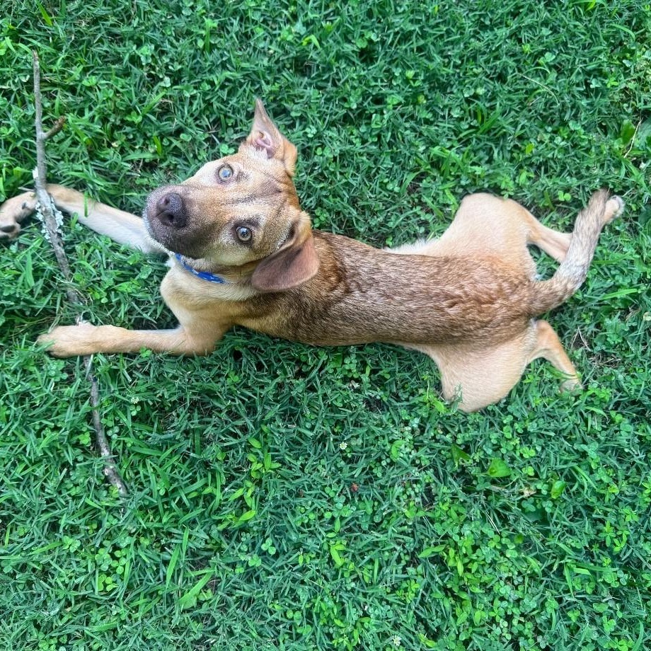 Enlarge Yankee, a Adoptable mixed breed in Baltimore, MD image 3/5