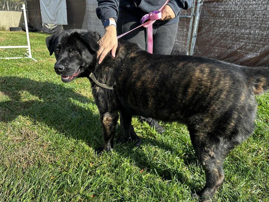 Gloria, Adoptable, Adult Female Labrador Retriever.