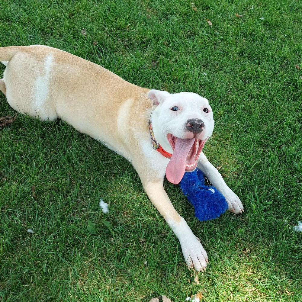 Rhea (Iowa), Adoptable, Puppy Female Pit Bull Terrier.