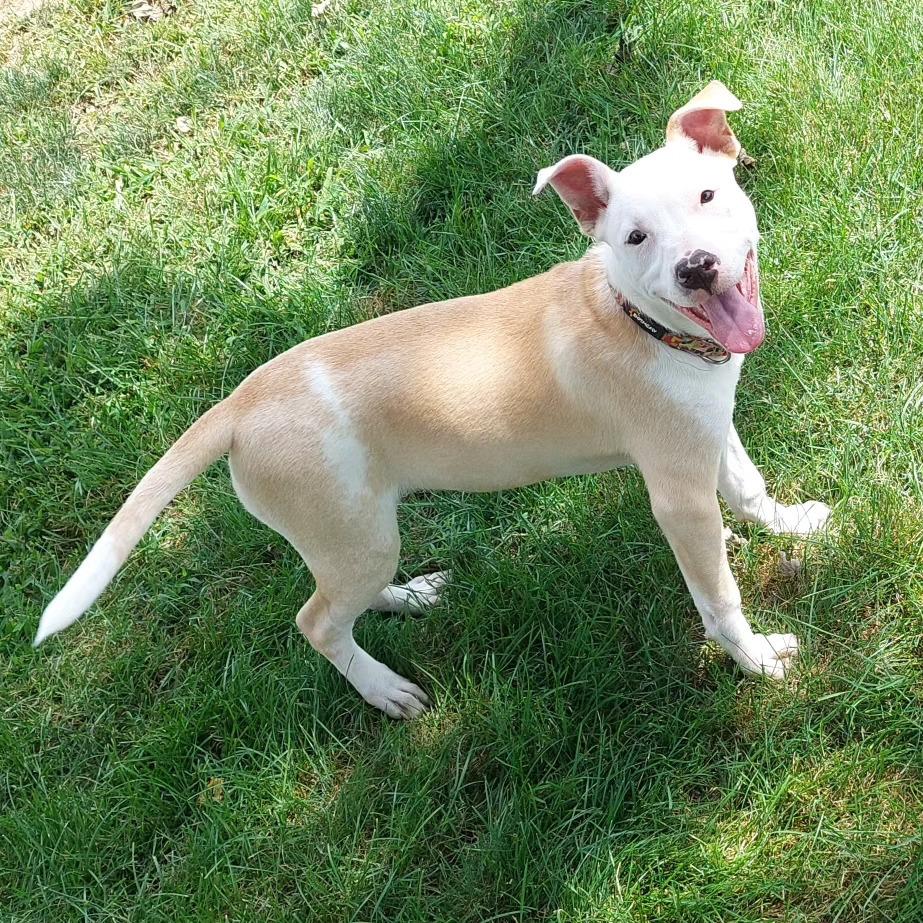 Enlarge Rhea (Iowa), a Adoptable mixed breed in Wildomar, CA image 3/4