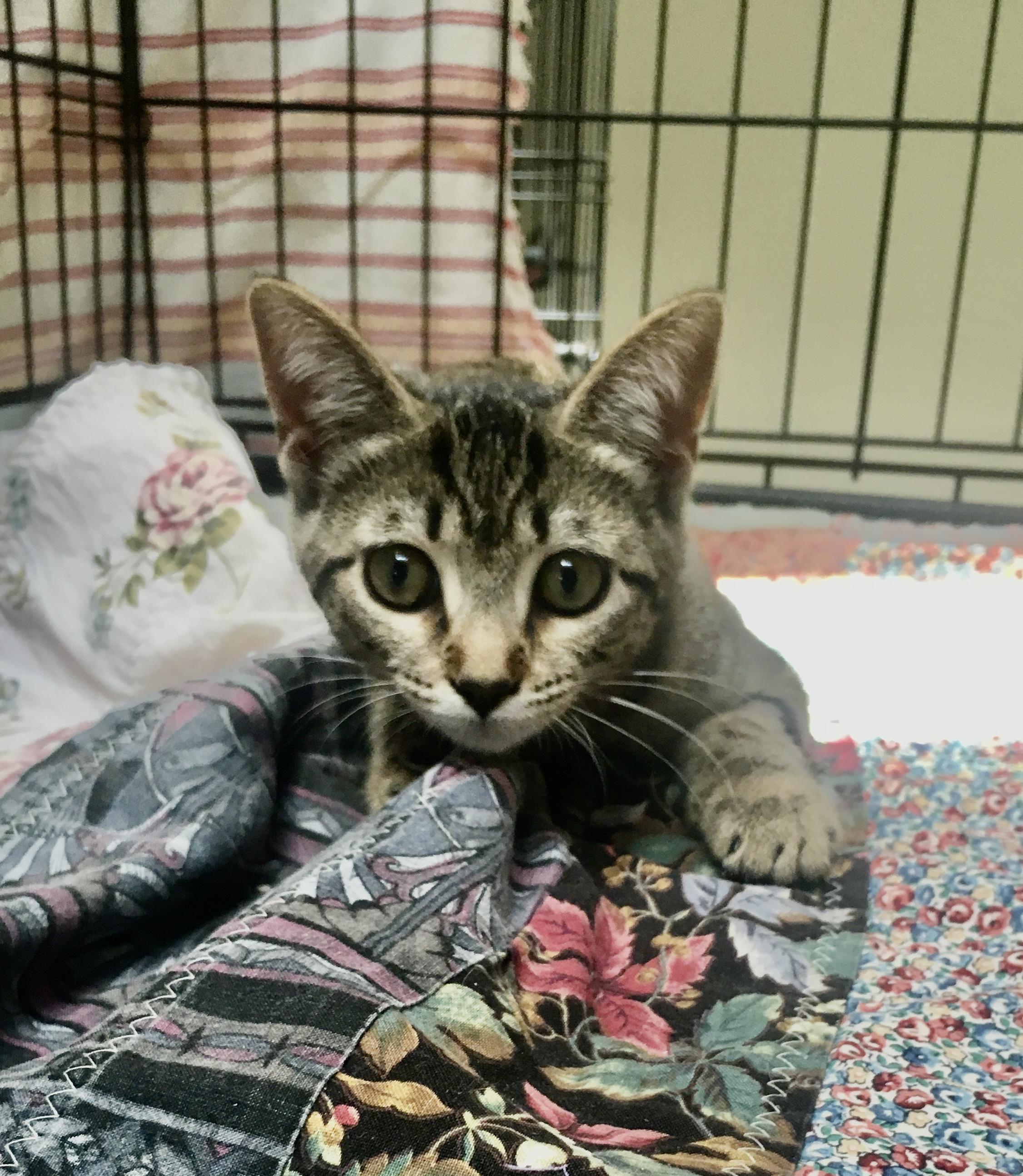 Enlarge Tallulah, a Adoptable mixed breed in Leicester, NC image 1/3