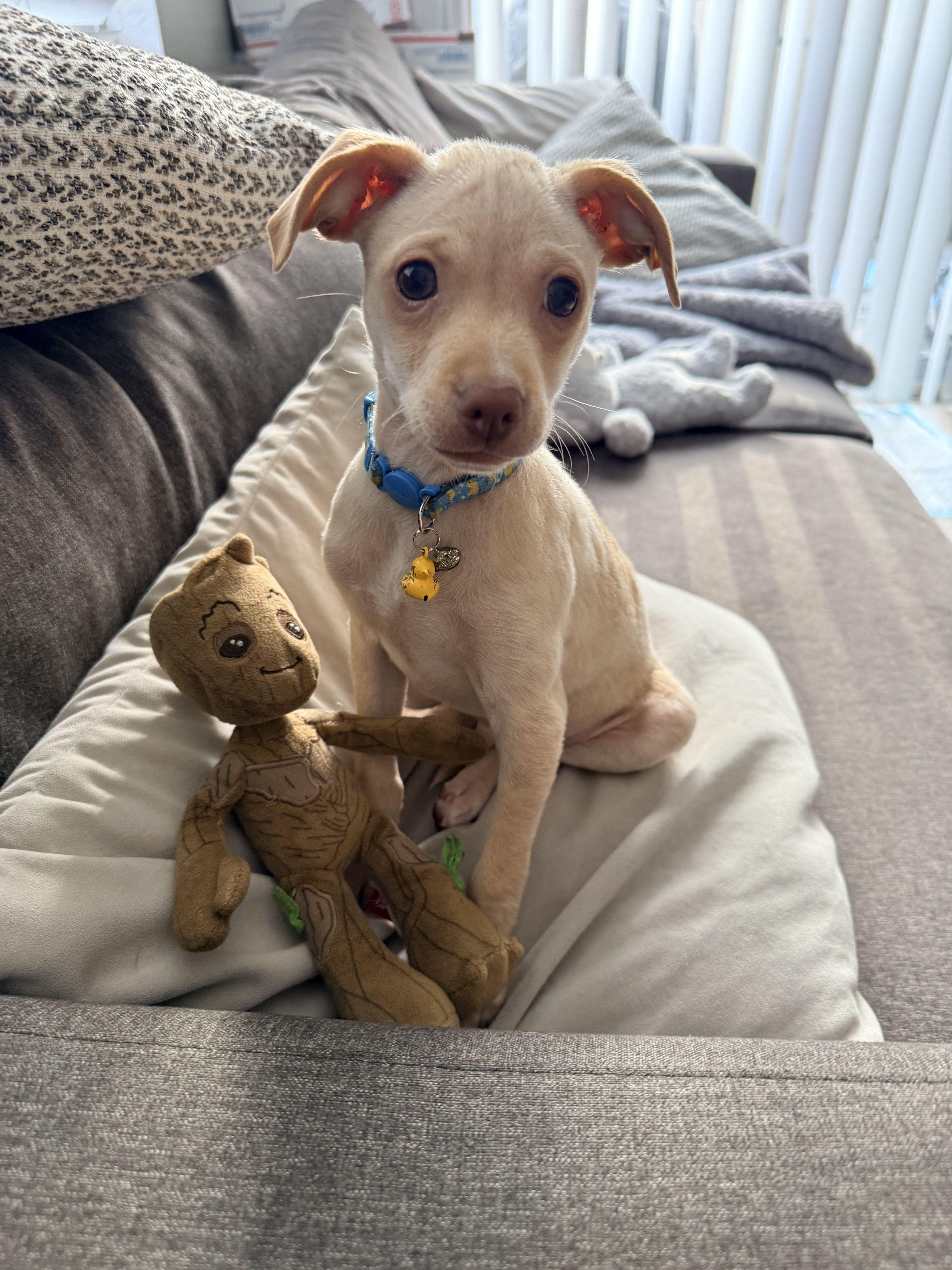 Peanut-- urgent urgent urgent urgent foster needed , adopted, Puppy Male Chiweenie.