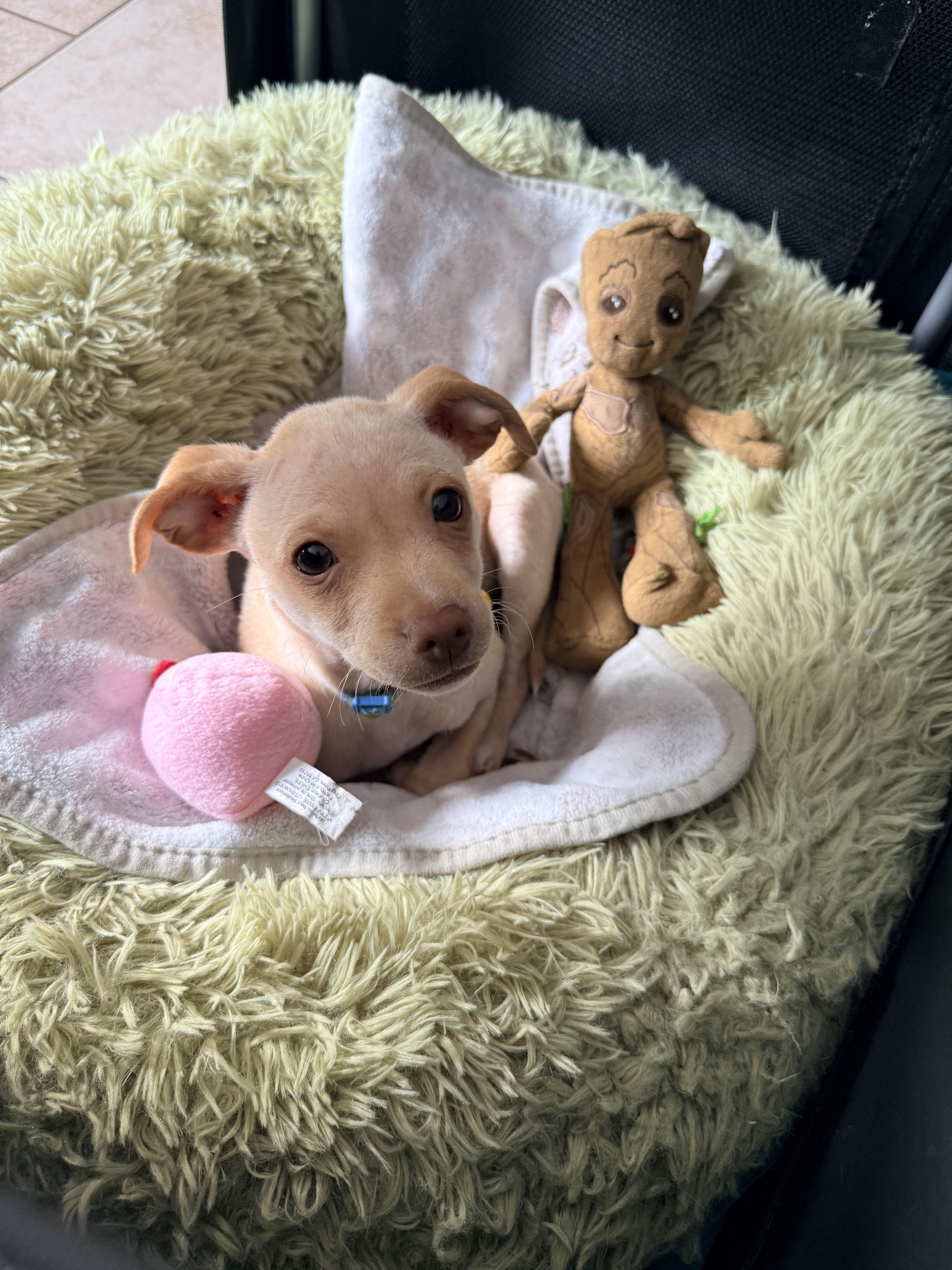 Enlarge Peanut-- urgent urgent urgent urgent foster needed , an adopted Chiweenie in Tustin, CA image 2/2