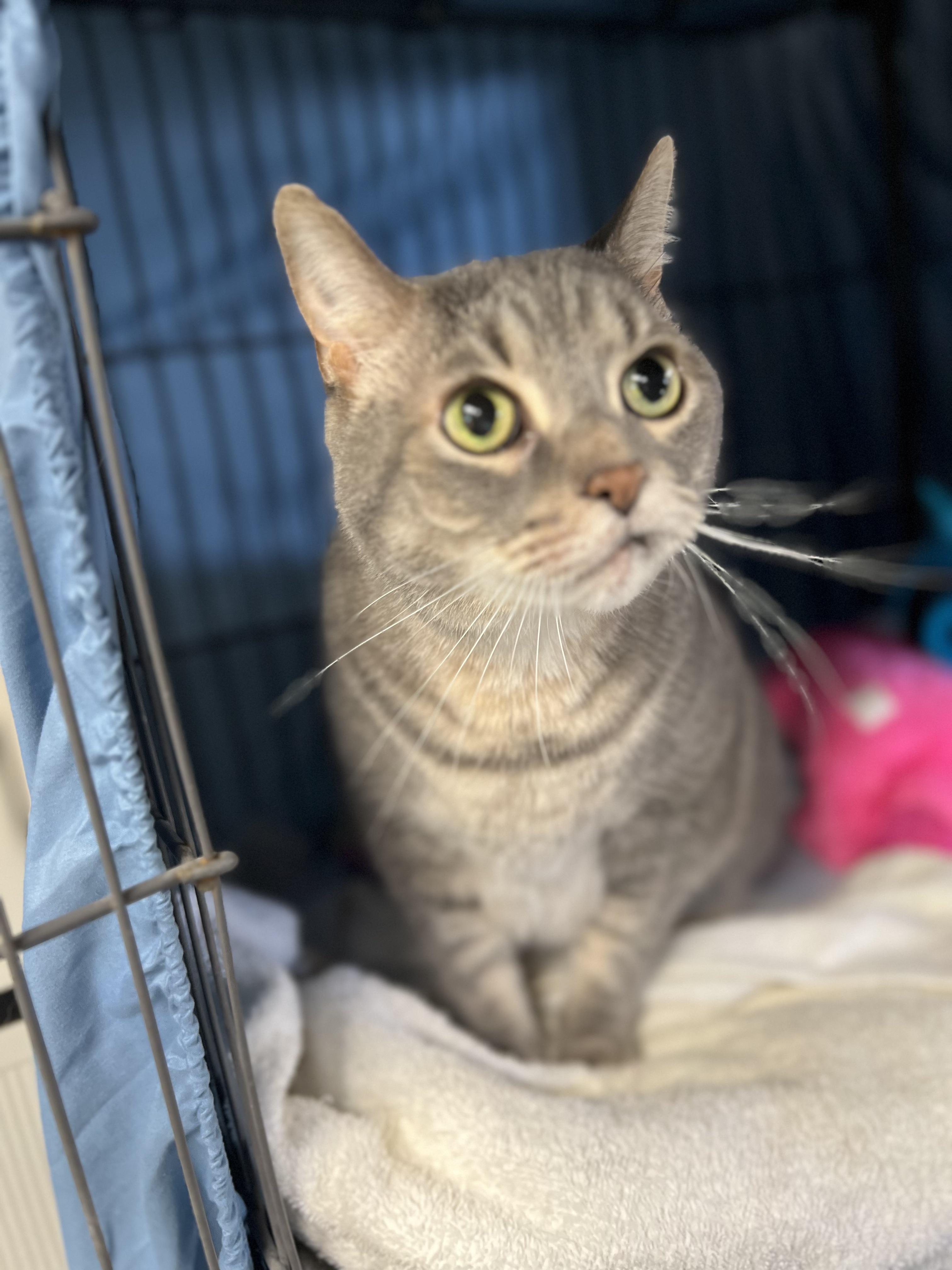 Enlarge Leo, a Adoptable Domestic Short Hair in Holland, MI image 2/2