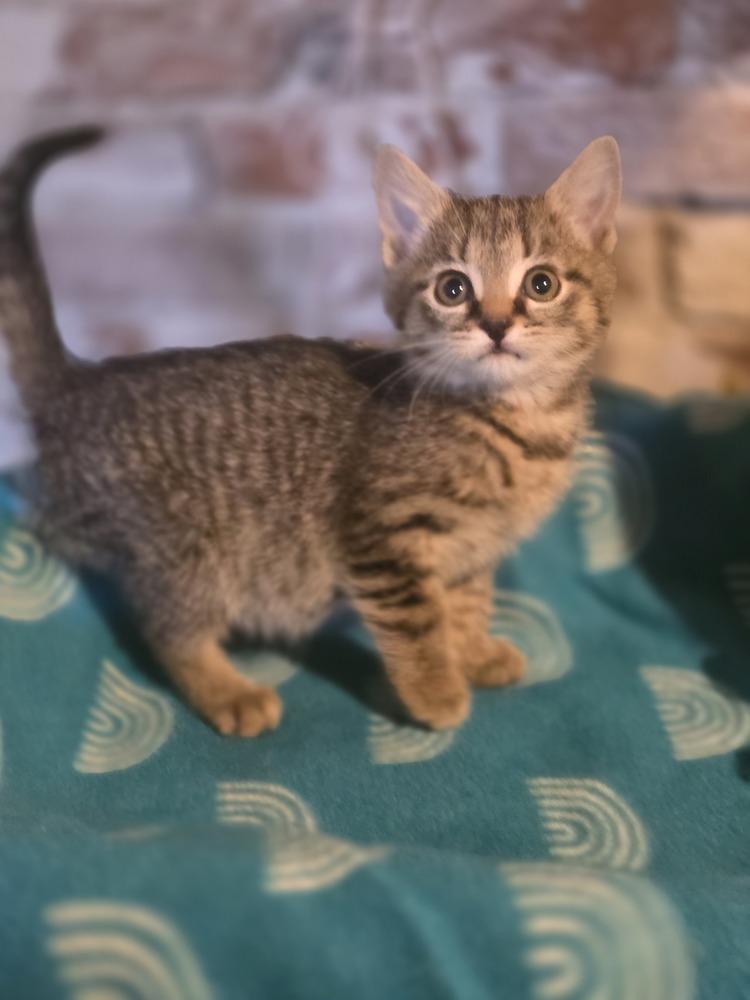Betta, Adoptable, Kitten Female Domestic Short Hair.