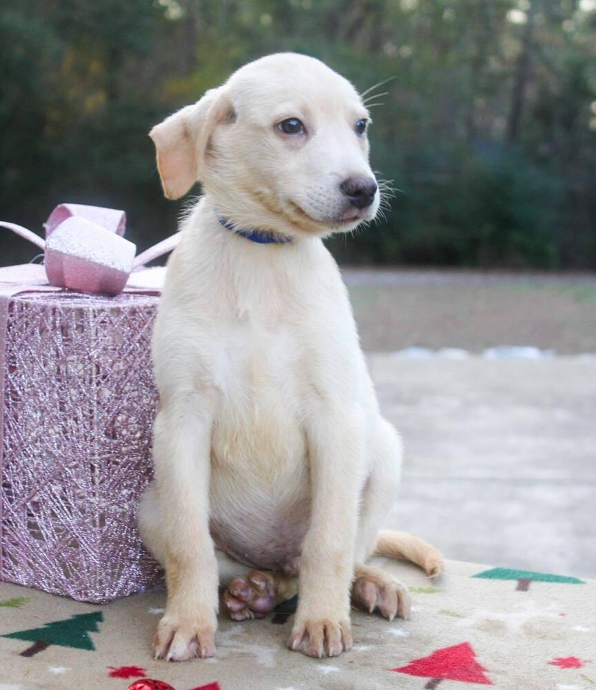 Enlarge Dain, a Adoptable mixed breed in Groveland, MA image 1/5