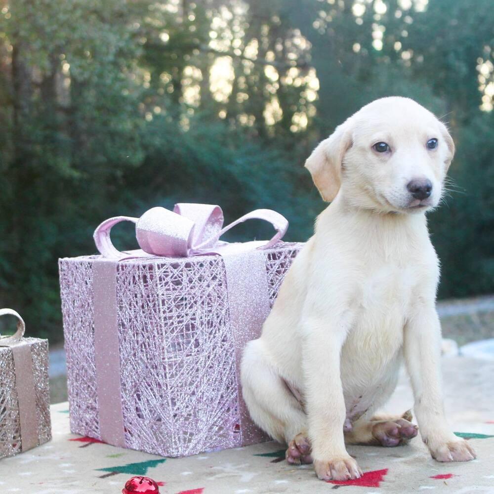 Enlarge Dain, a Adoptable mixed breed in Groveland, MA image 2/5