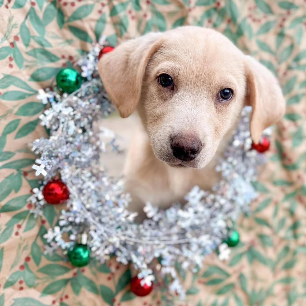 Enlarge Dain, a Adoptable mixed breed in Groveland, MA image 3/5