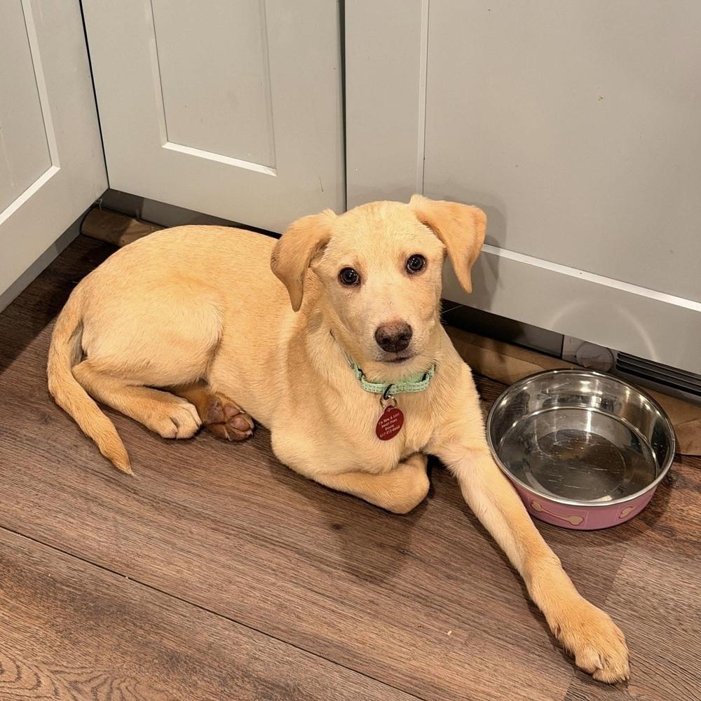 Enlarge Dain, a Adoptable mixed breed in Groveland, MA image 4/5