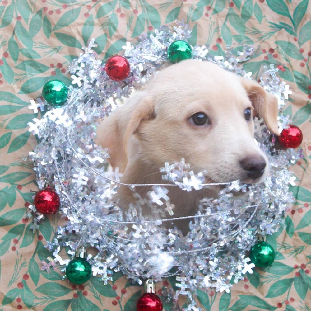 Enlarge Dain, a Adoptable mixed breed in Groveland, MA image 5/5