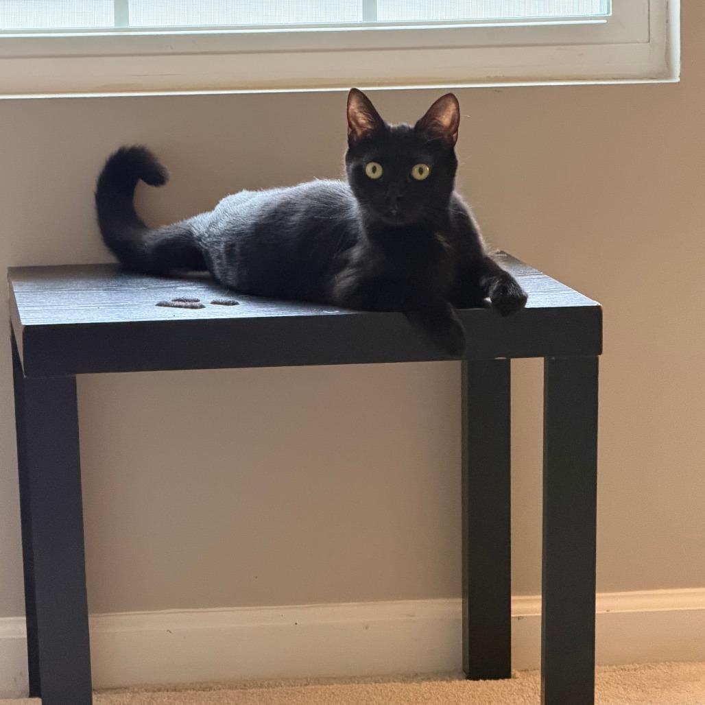 Bailey — thumbnail 3