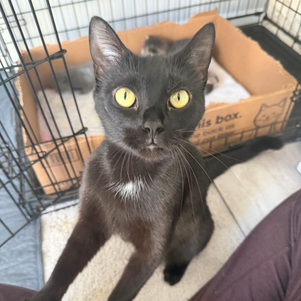 Bailey — thumbnail 4