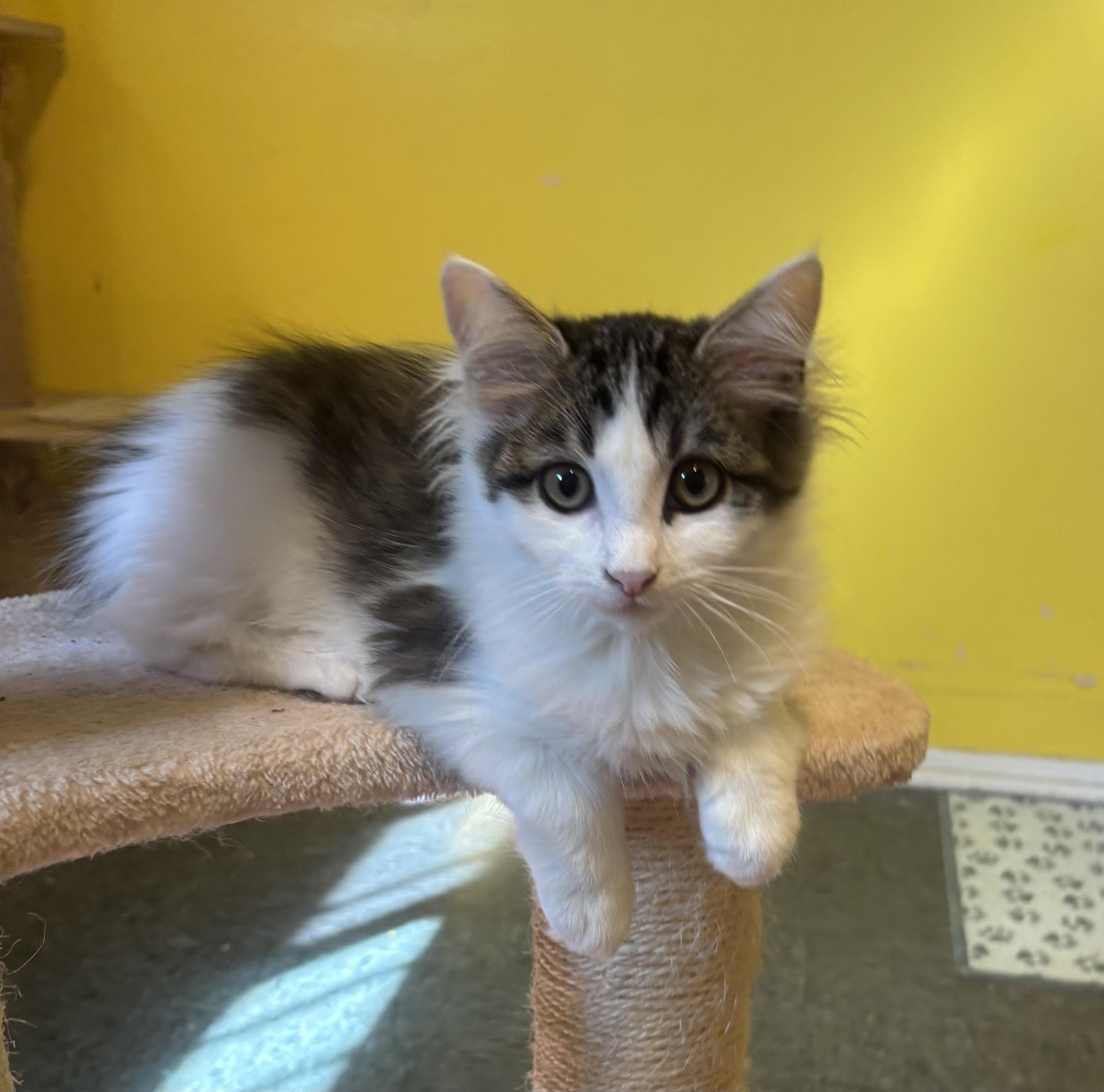 Milo, a Adopted Domestic Medium Hair in Whittier, CA image 1/4