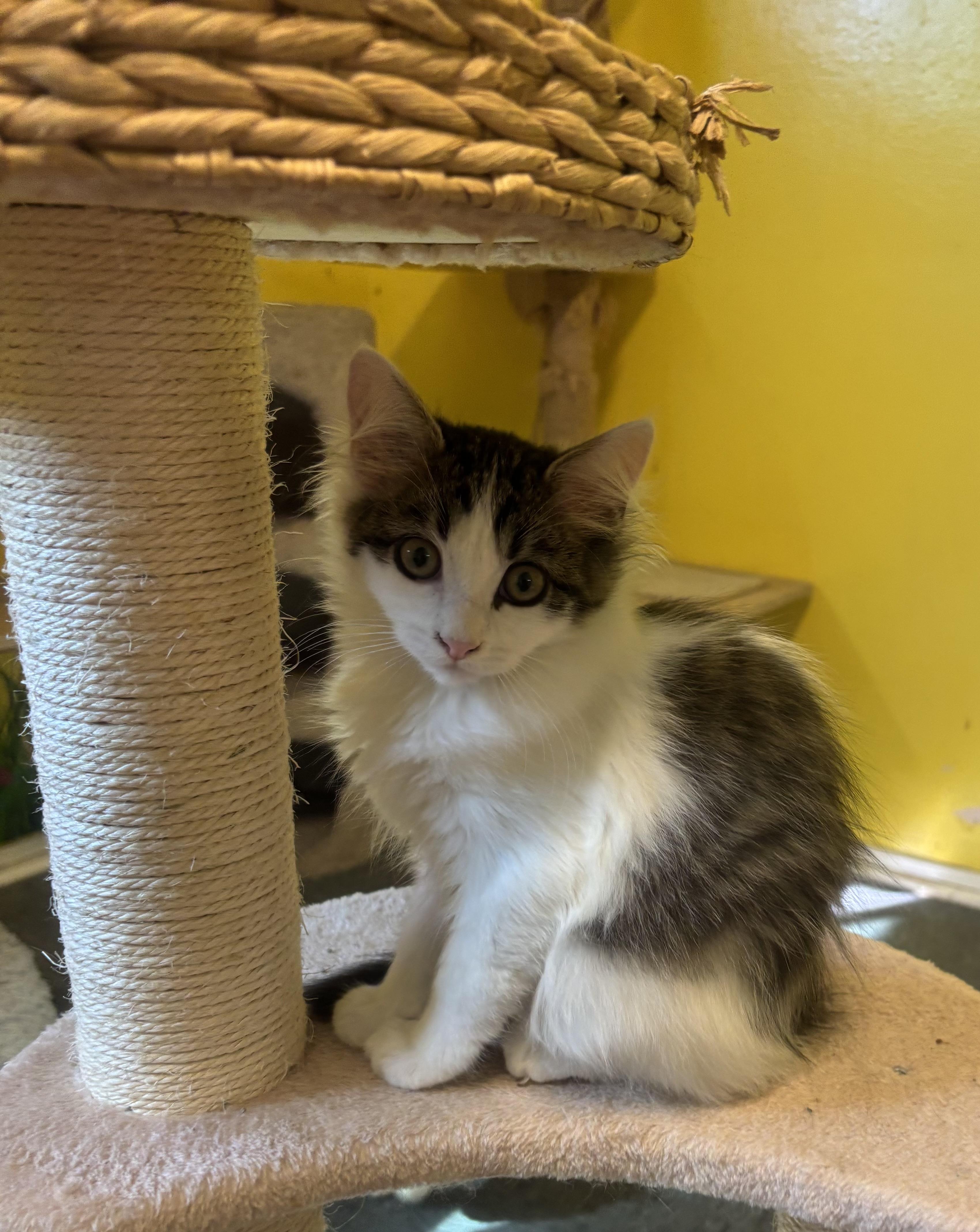 Milo, a Adopted Domestic Medium Hair in Whittier, CA image 2/4