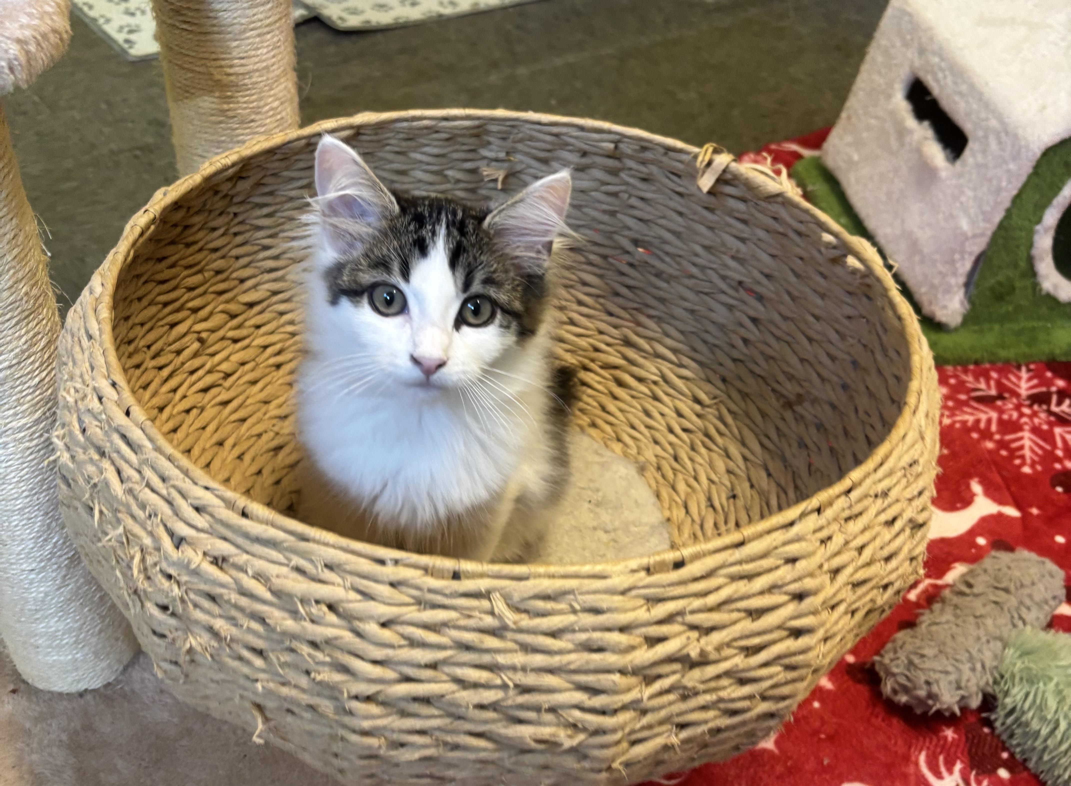 Milo, a Adopted Domestic Medium Hair in Whittier, CA image 3/4