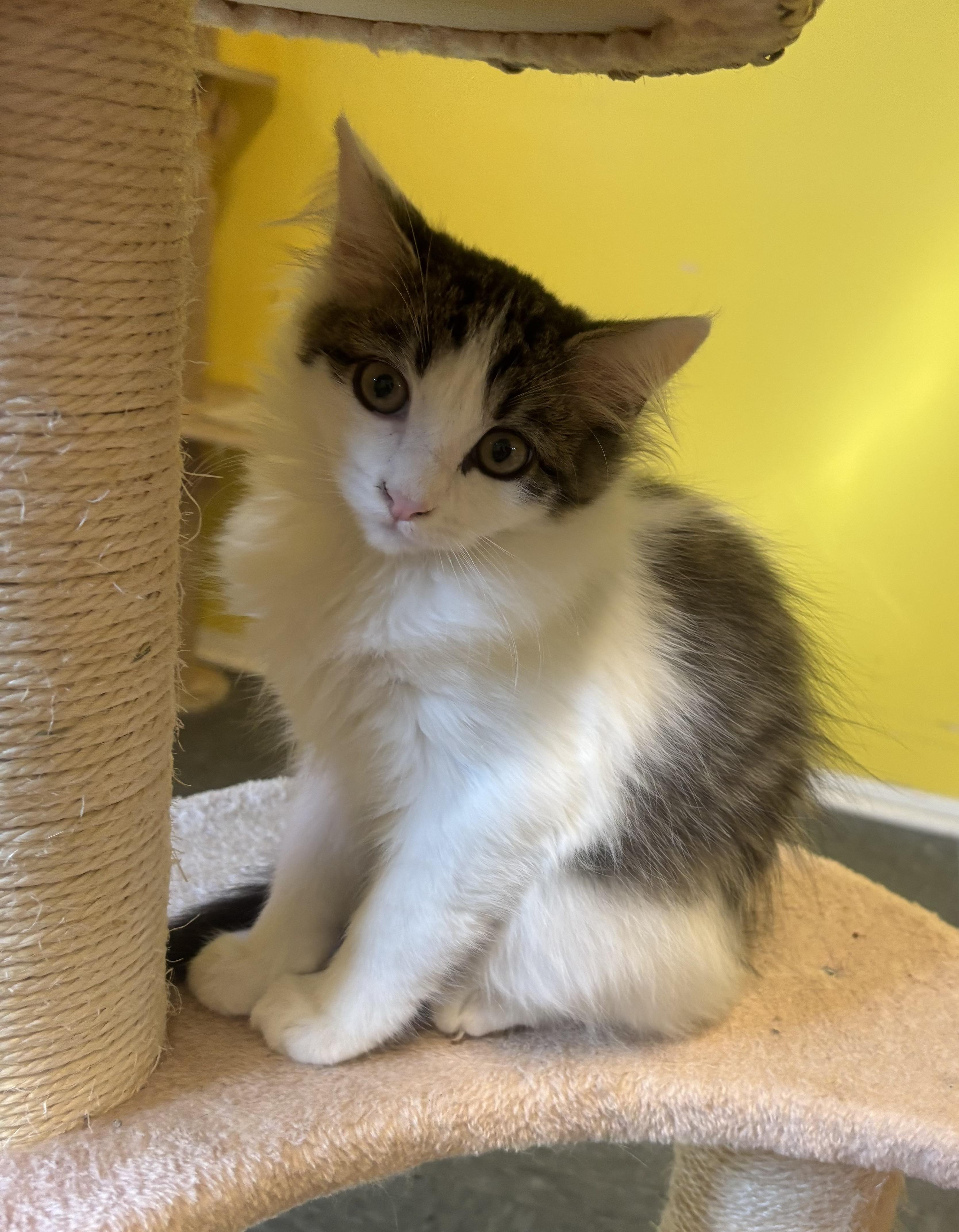 Milo, a Adopted Domestic Medium Hair in Whittier, CA image 4/4