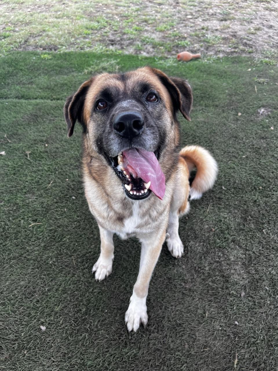 Ranchera, Adopted, Adult Female Mixed Breed.
