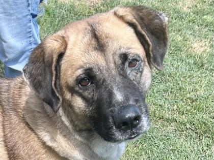 Enlarge Ranchera, a Adopted Mixed Breed in Georgetown, TX image 2/5