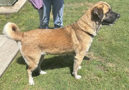 Enlarge Ranchera, a Adopted Mixed Breed in Georgetown, TX image 4/5