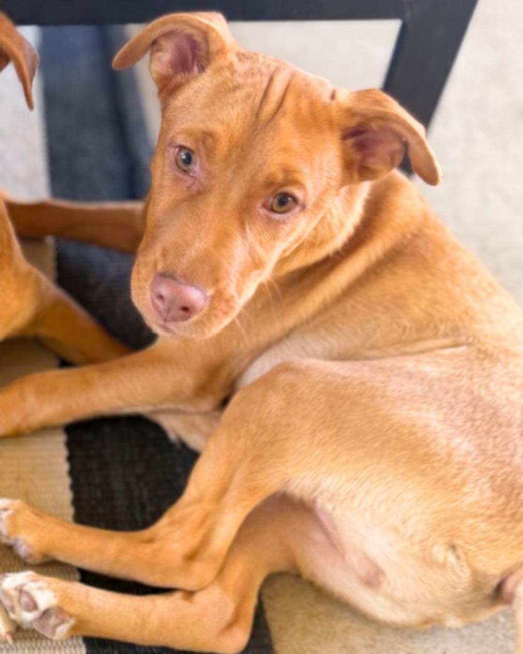 Enlarge Goose , a ADOPTABLE mixed breed in Valley Village, CA image 2/5