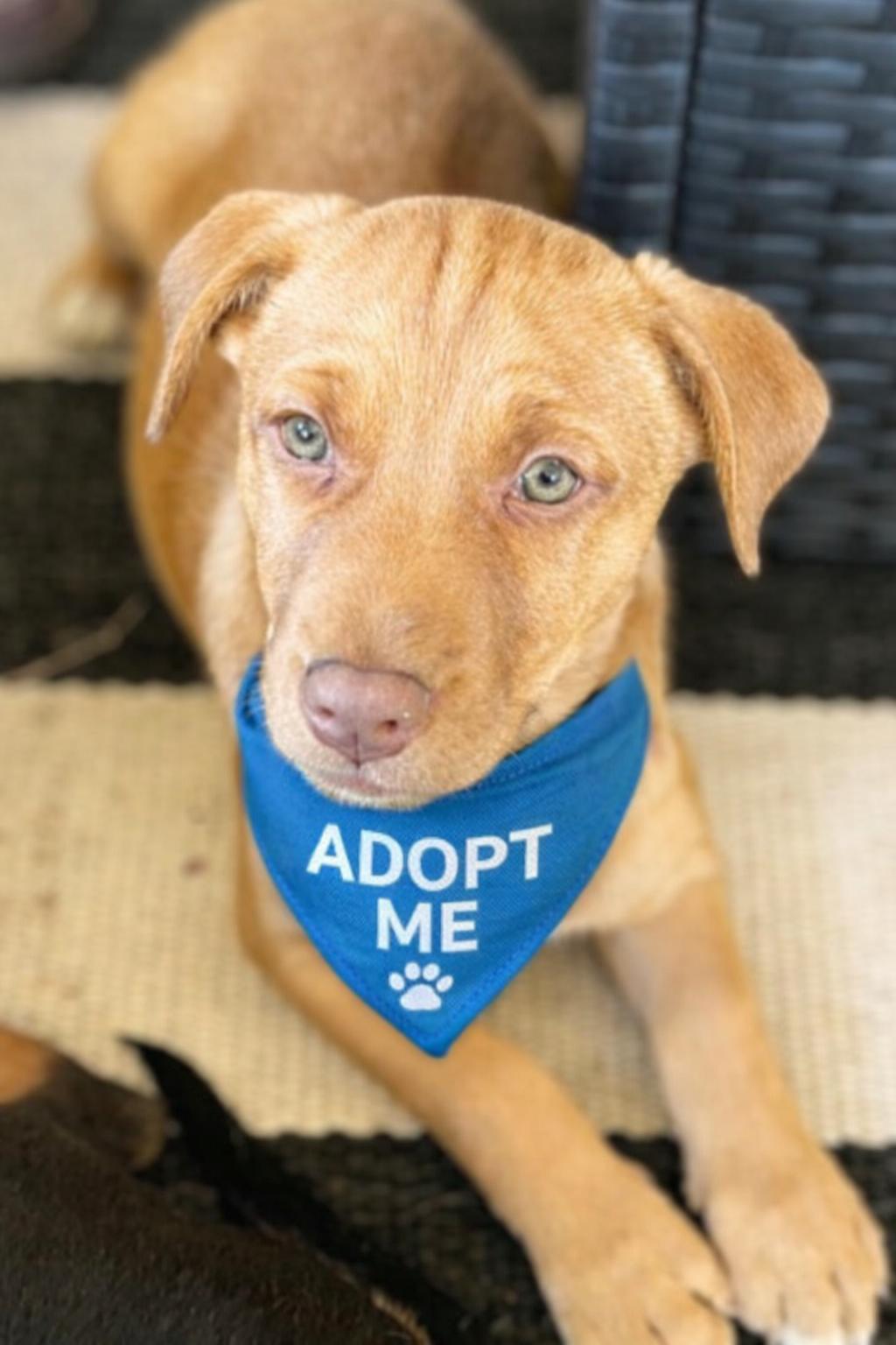Goose , ADOPTABLE, Puppy Male Pit Bull Terrier & Vizsla.