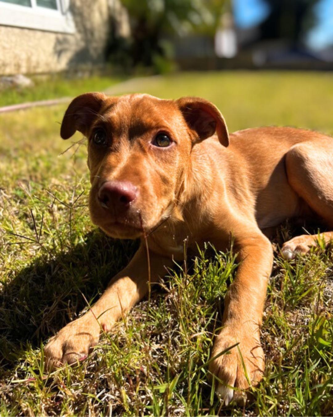 Enlarge Goose , a ADOPTABLE mixed breed in Valley Village, CA image 3/5