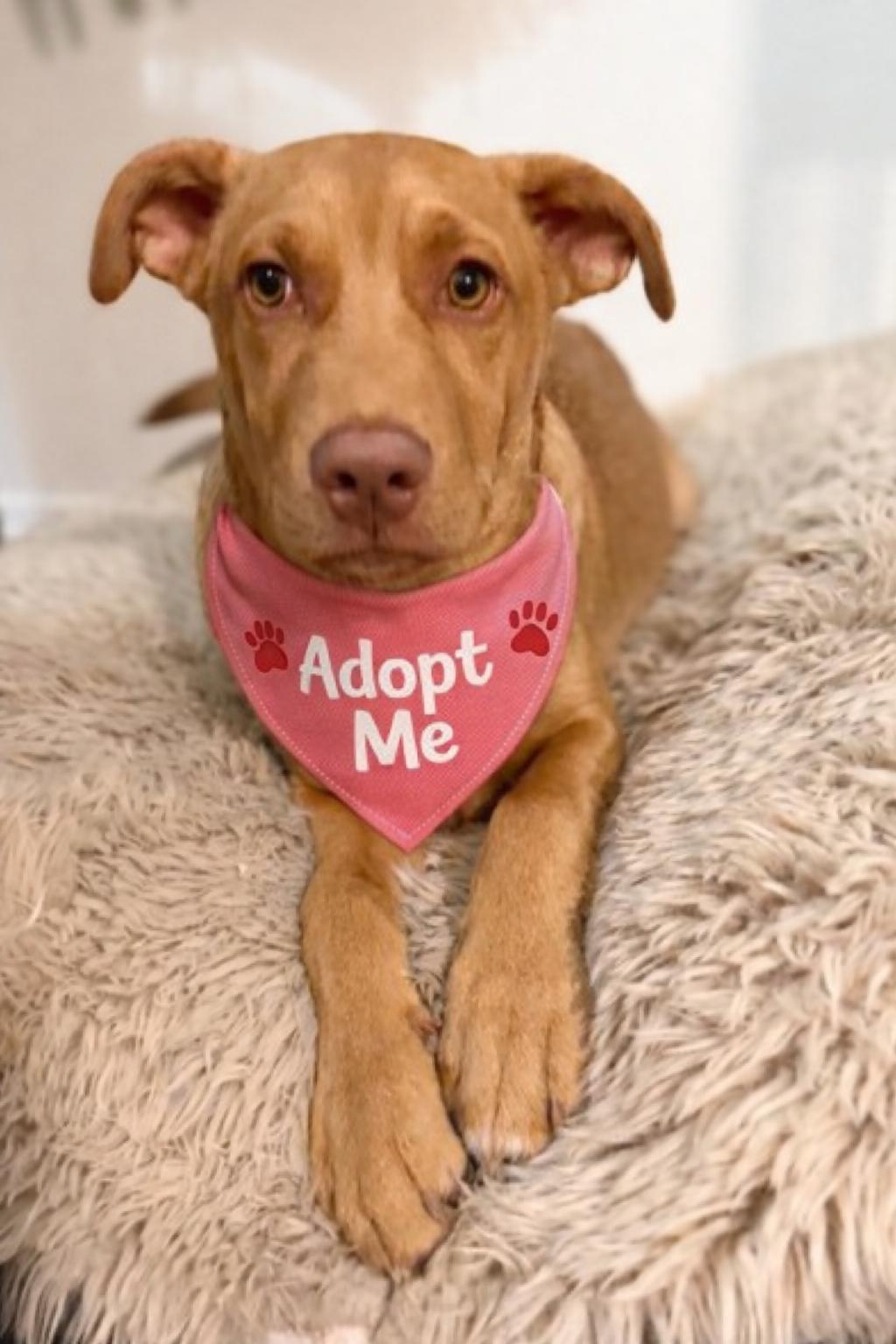 Goose , ADOPTABLE, Puppy Male Pit Bull Terrier & Vizsla.