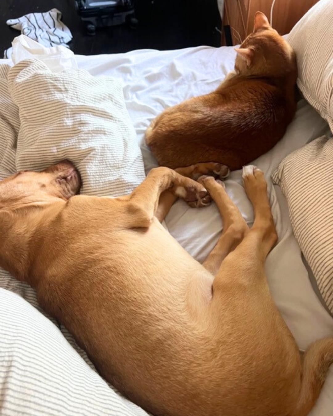 Enlarge Goose , a ADOPTABLE mixed breed in Valley Village, CA image 5/5