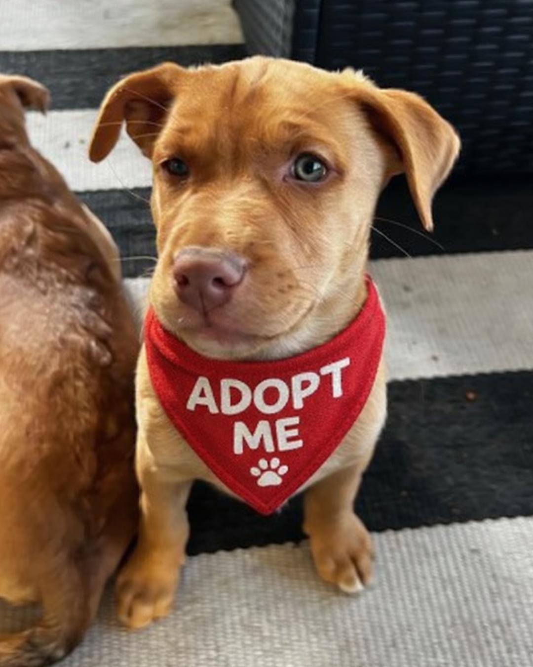 Enlarge Goose , a ADOPTABLE mixed breed in Valley Village, CA image 4/5
