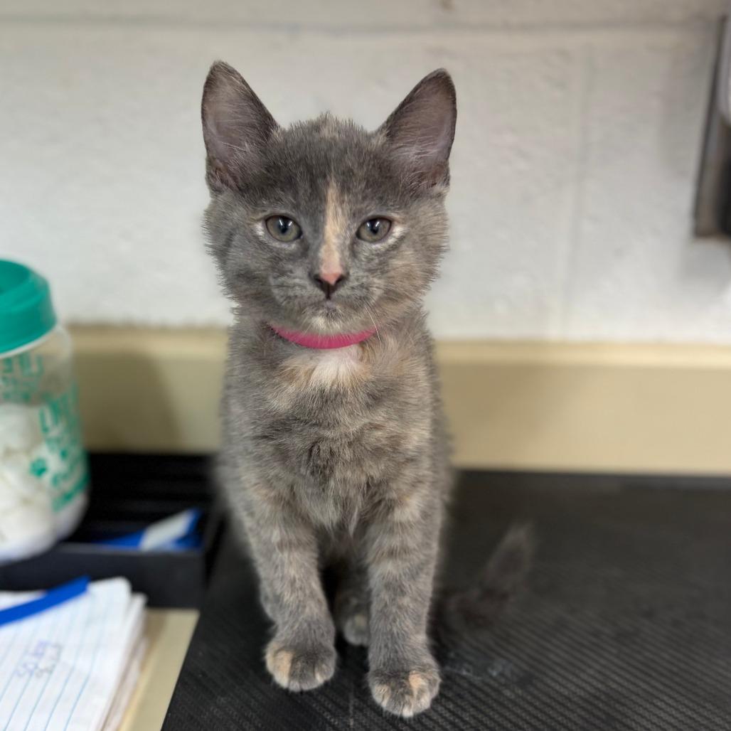 Enlarge Princess, a Adoptable Domestic Short Hair in Ardmore, OK image 1/1