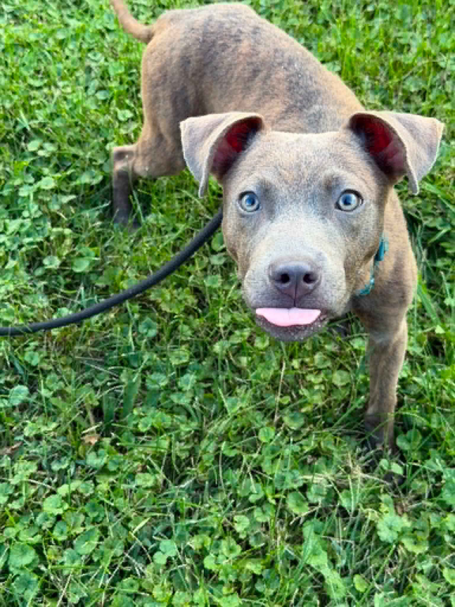 Griffin, Adoptable, Puppy Male Terrier.