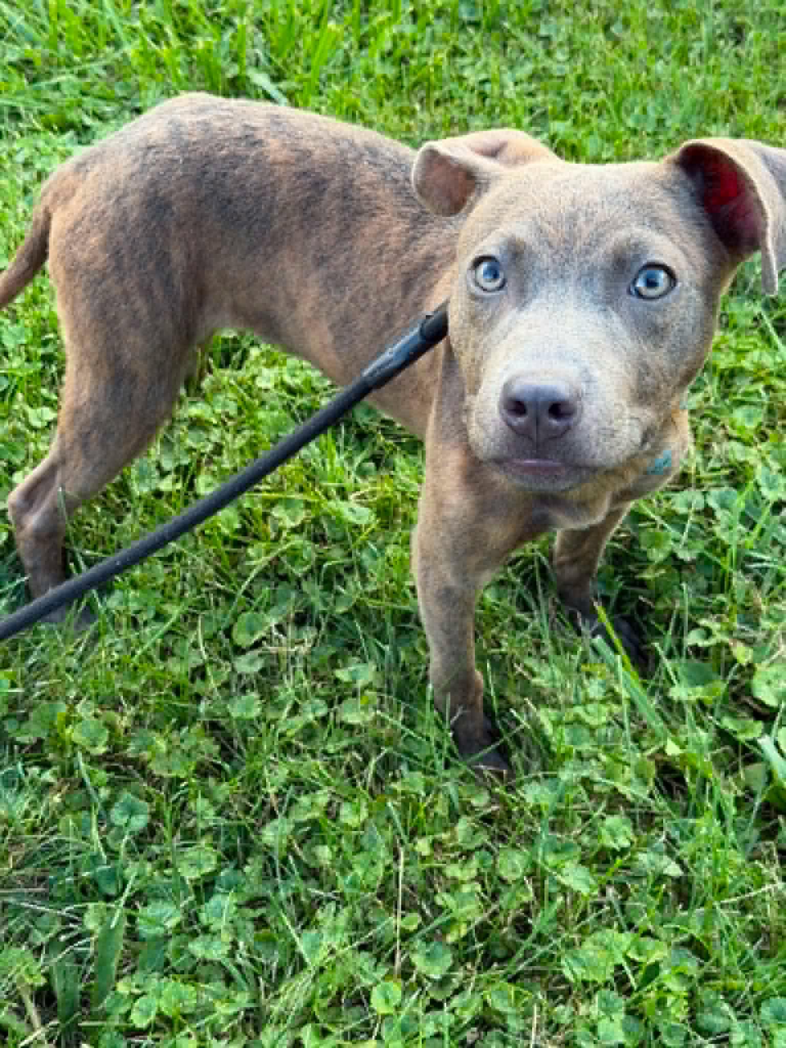Enlarge Griffin, a Adoptable Terrier in Waterloo, IA image 2/2