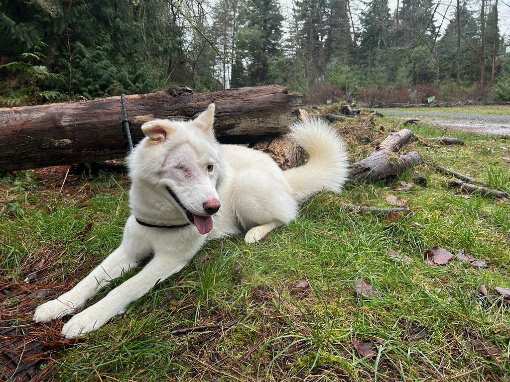 Enlarge Spy, a ADOPTABLE Siberian Husky in Deer Park, WA image 1/3