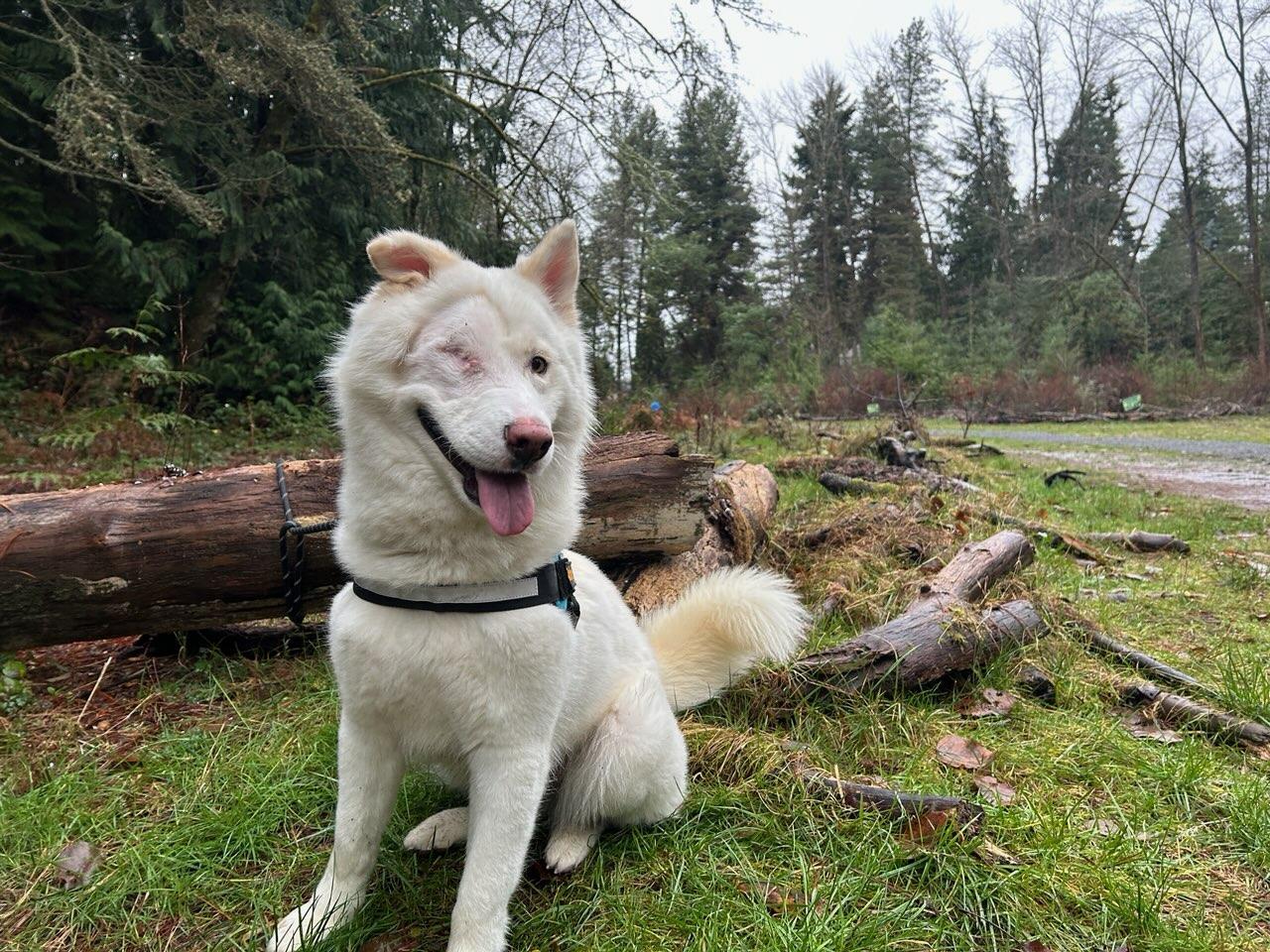 Enlarge Spy, a ADOPTABLE Siberian Husky in Deer Park, WA image 3/3
