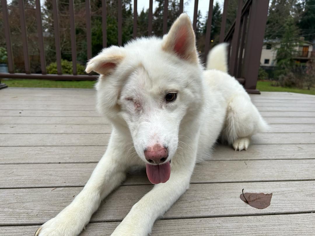 Enlarge Spy, a ADOPTABLE Siberian Husky in Deer Park, WA image 2/3