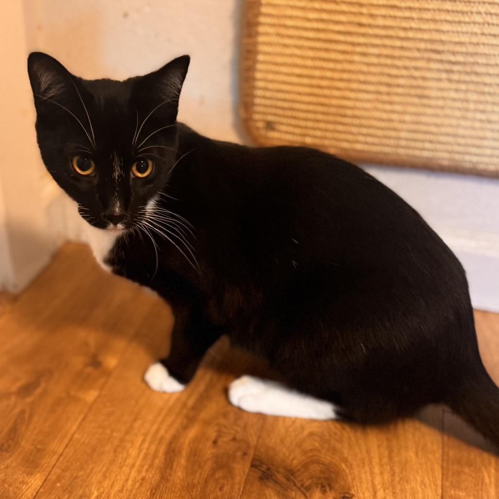 Enlarge Maurice, a Adoptable Domestic Short Hair in Pleasanton, CA image 1/5