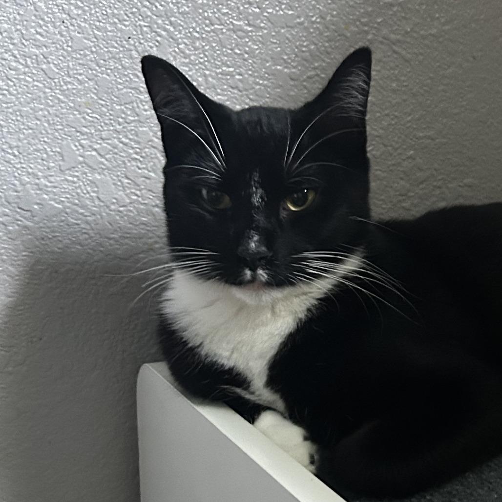 Enlarge Maurice, a Adoptable Domestic Short Hair in Pleasanton, CA image 2/5