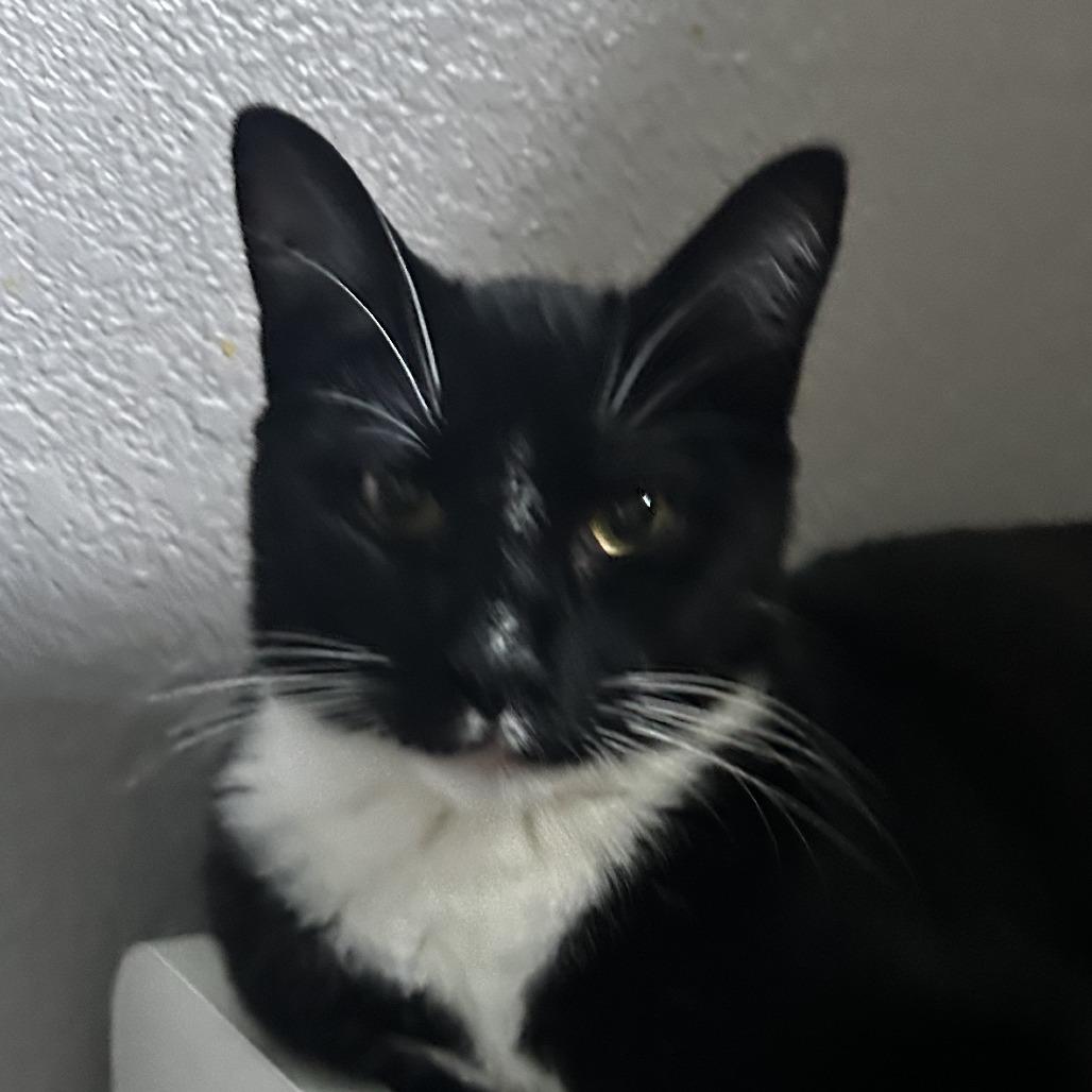 Enlarge Maurice, a Adoptable Domestic Short Hair in Pleasanton, CA image 3/5