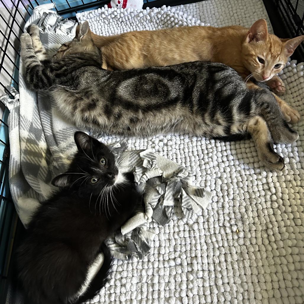 Maurice, Adoptable, Young Male Domestic Short Hair.