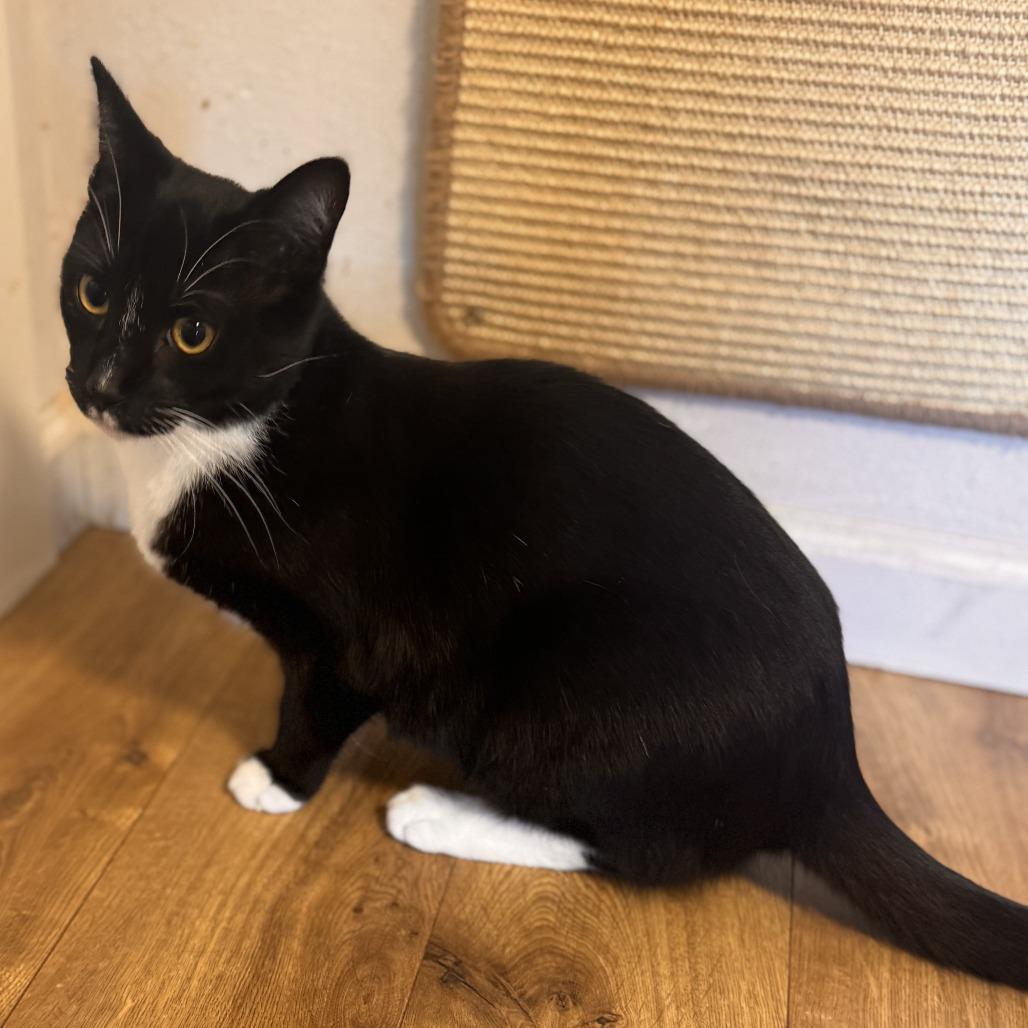 Enlarge Maurice, a Adoptable Domestic Short Hair in Pleasanton, CA image 4/5