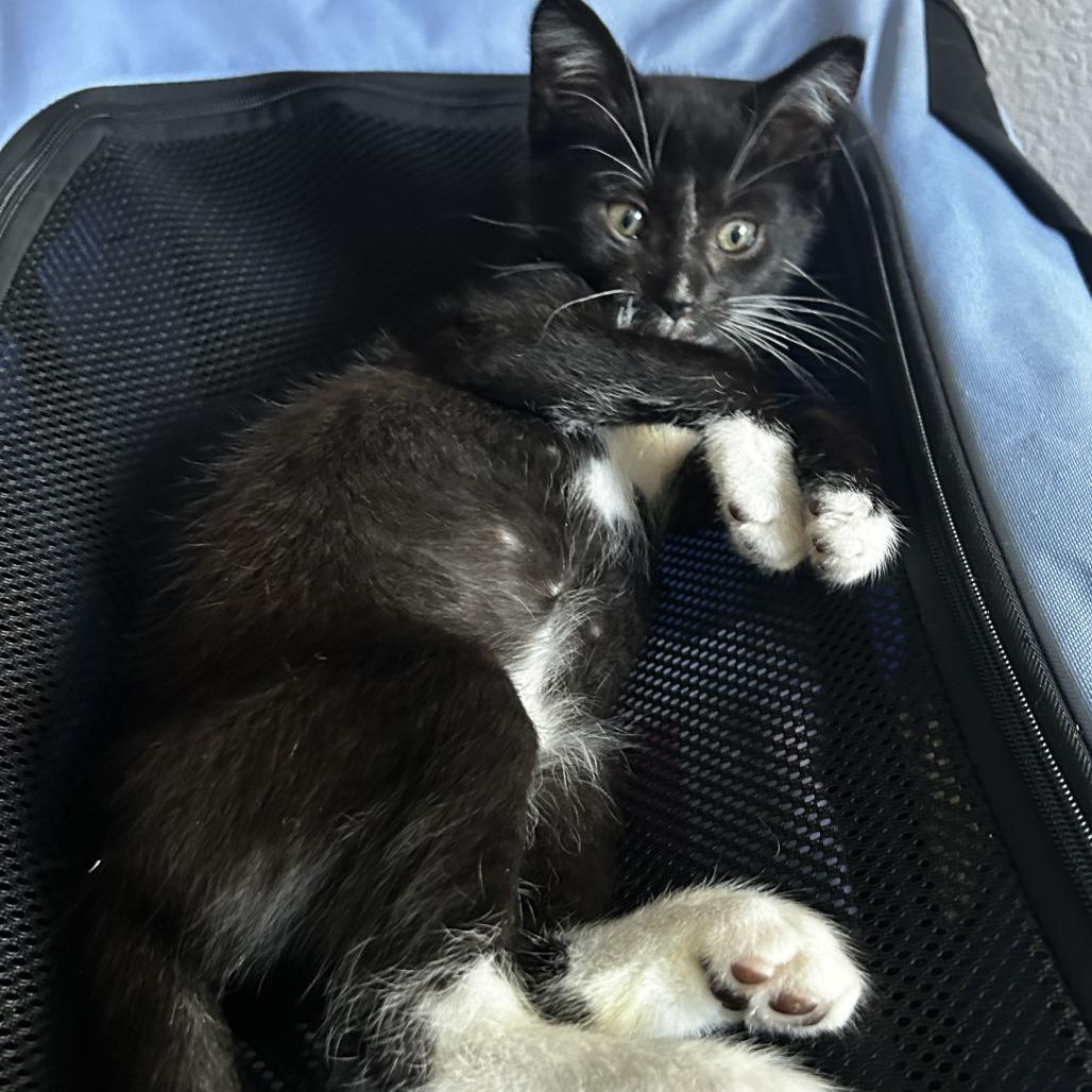 Enlarge Maurice, a Adoptable Domestic Short Hair in Pleasanton, CA image 2/3