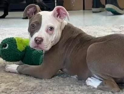 Enlarge Elsa, an adopted Pit Bull Terrier in Hillsdale, NY image 1/1