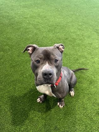 Zeus — thumbnail 2