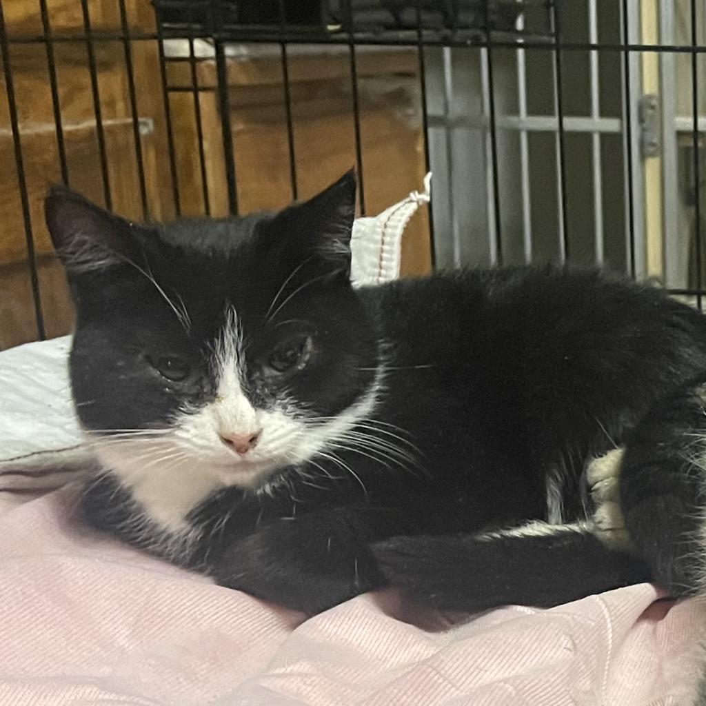 Enlarge Joon, a Adoptable Domestic Short Hair in Bangor, ME image 1/1