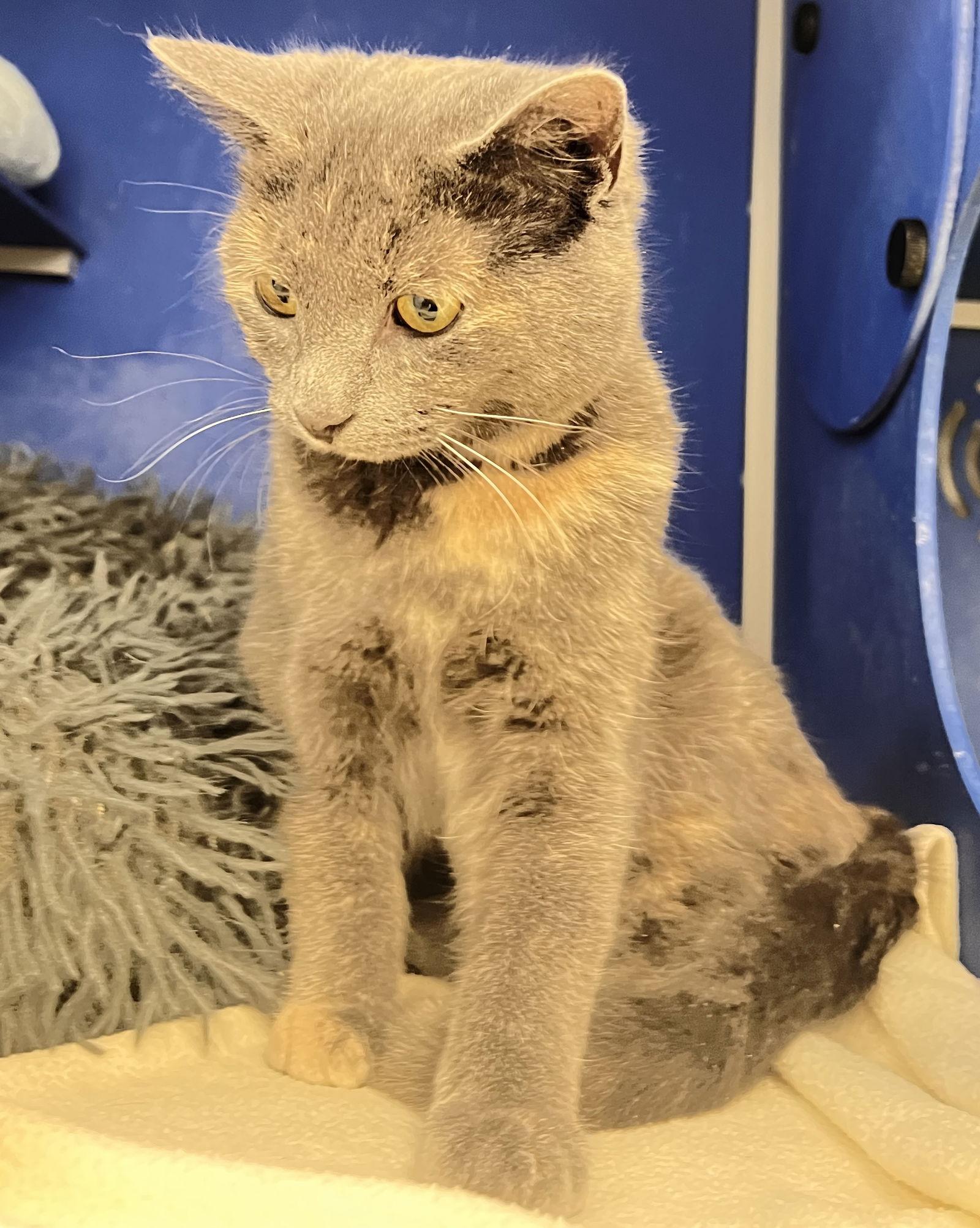 Snickerdoodle, Adoptable, Adult Female Domestic Short Hair.