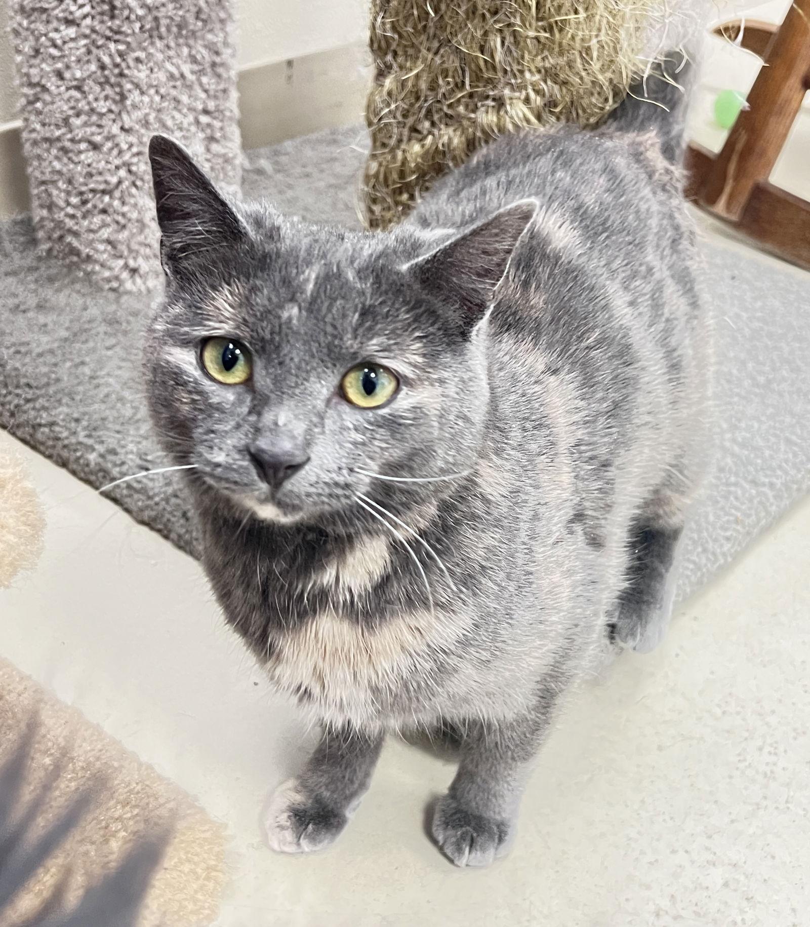 Snickerdoodle, a Adoptable Domestic Short Hair in Webster, WI image 1/5