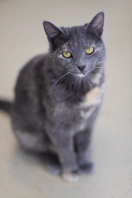 Snickerdoodle, a Adoptable Domestic Short Hair in Webster, WI image 2/5